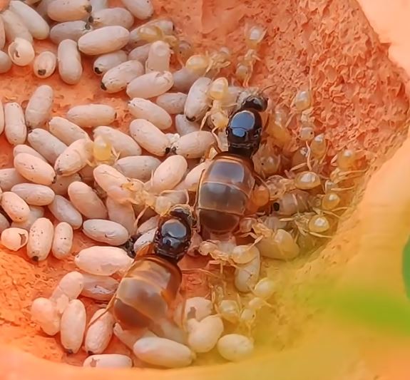 Lasius flavus, mravenec žlutý