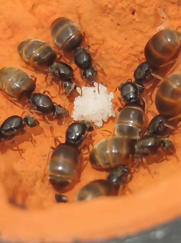 Lasius flavus, mravenec žlutý