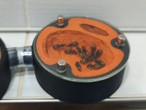 Lasius flavus, mravenec žlutý